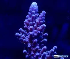 ACI Immortal Tort Acropora