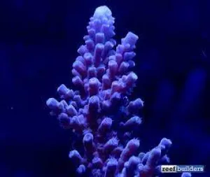 ACI Immortal Tort Acropora