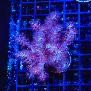 Blueberry Finger Leather Coral