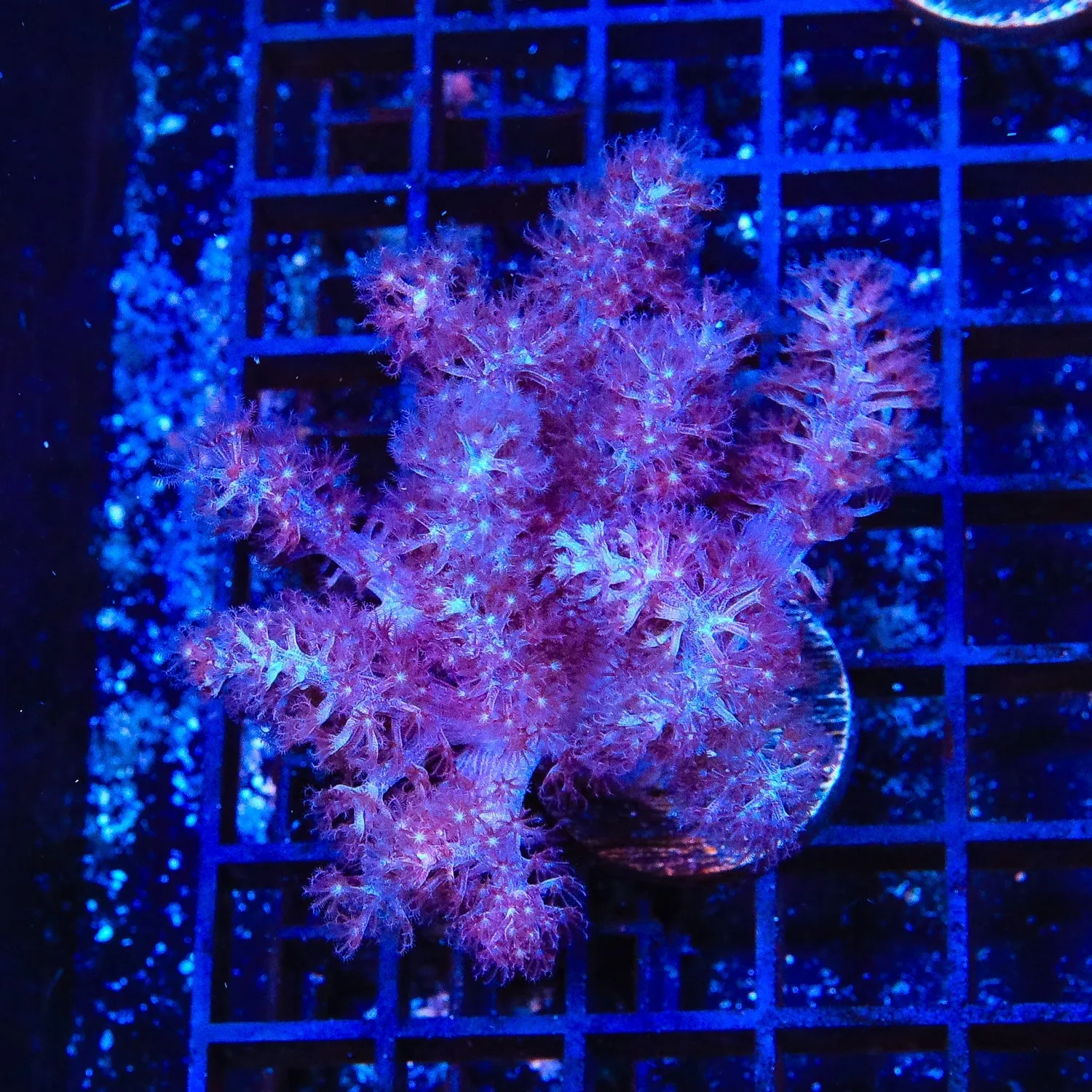 Blueberry Finger Leather Coral