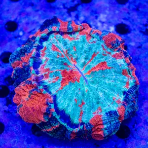 Captain America Acanthophyllia