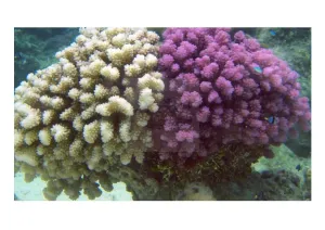 Cauliflower (Pocillopora spp)