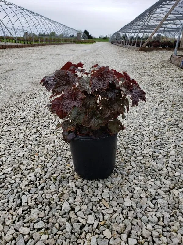 coral bells palace purple potted