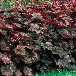 coral bells palace purple potted