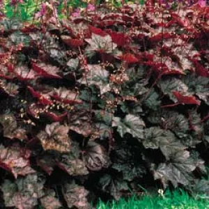 coral bells palace purple potted