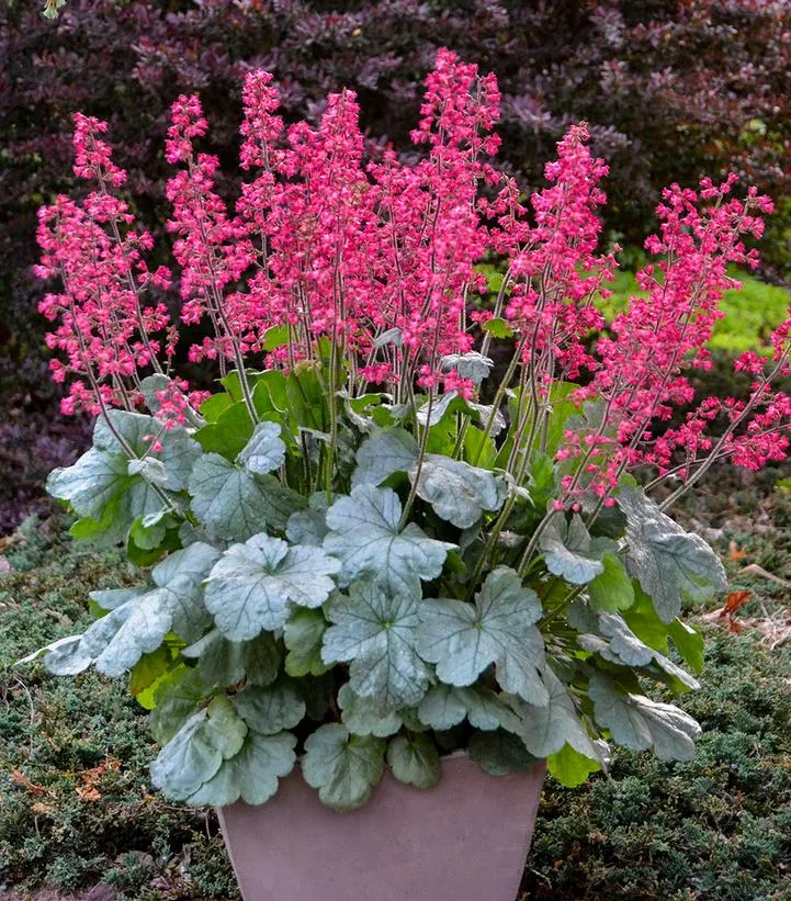 Dolce Spearmint Coral Bells