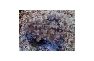 Finger Coral Round (Sinularia spp)