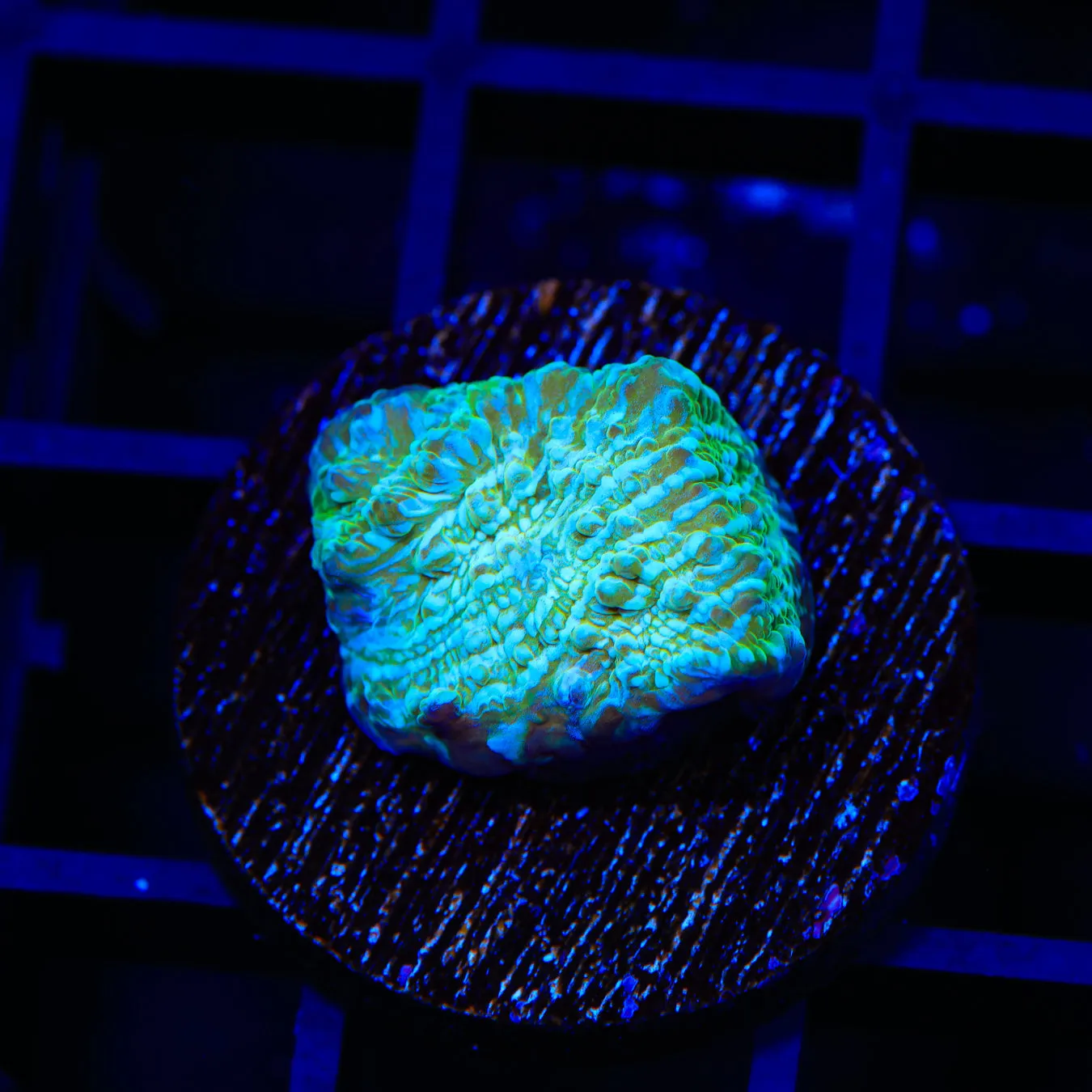 Irish Strips Chalice Coral