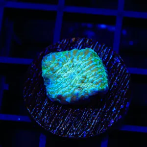 Irish Strips Chalice Coral