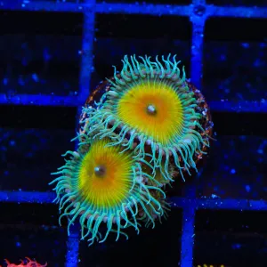 JF Captain Jerk Palythoa Coral