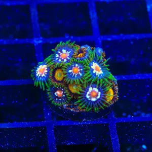 JF Daisy Cutter and King Midas Combo Zoanthids Coral