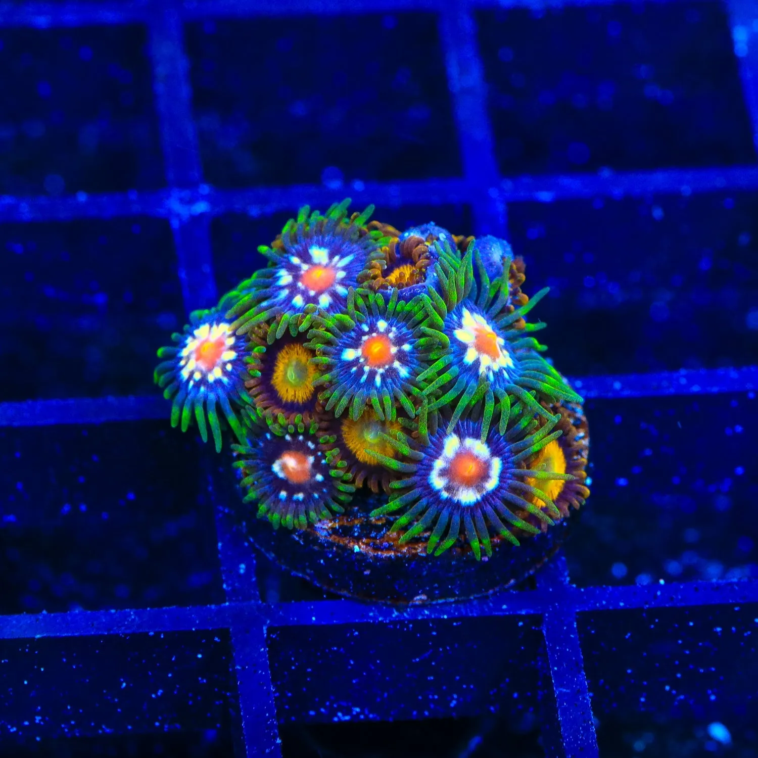 JF Daisy Cutter and King Midas Combo Zoanthids Coral