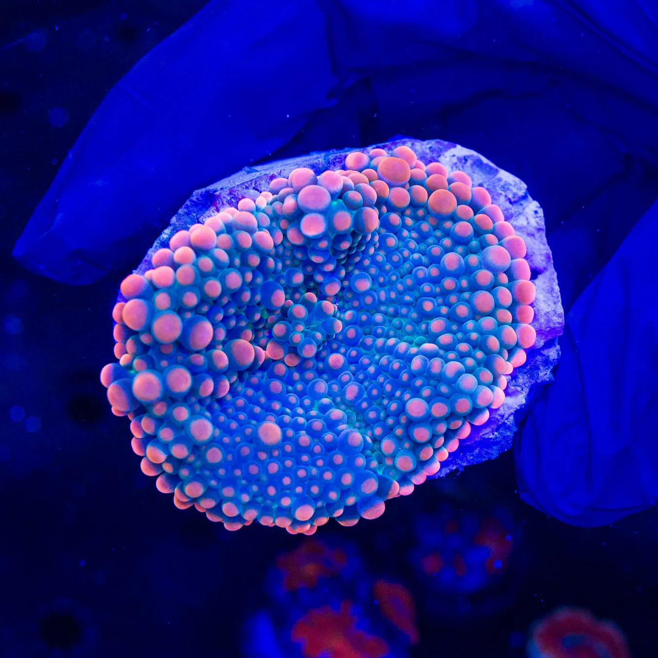 LG Pink Yuma Mushroom