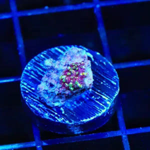Purple Devil Mushroom Coral