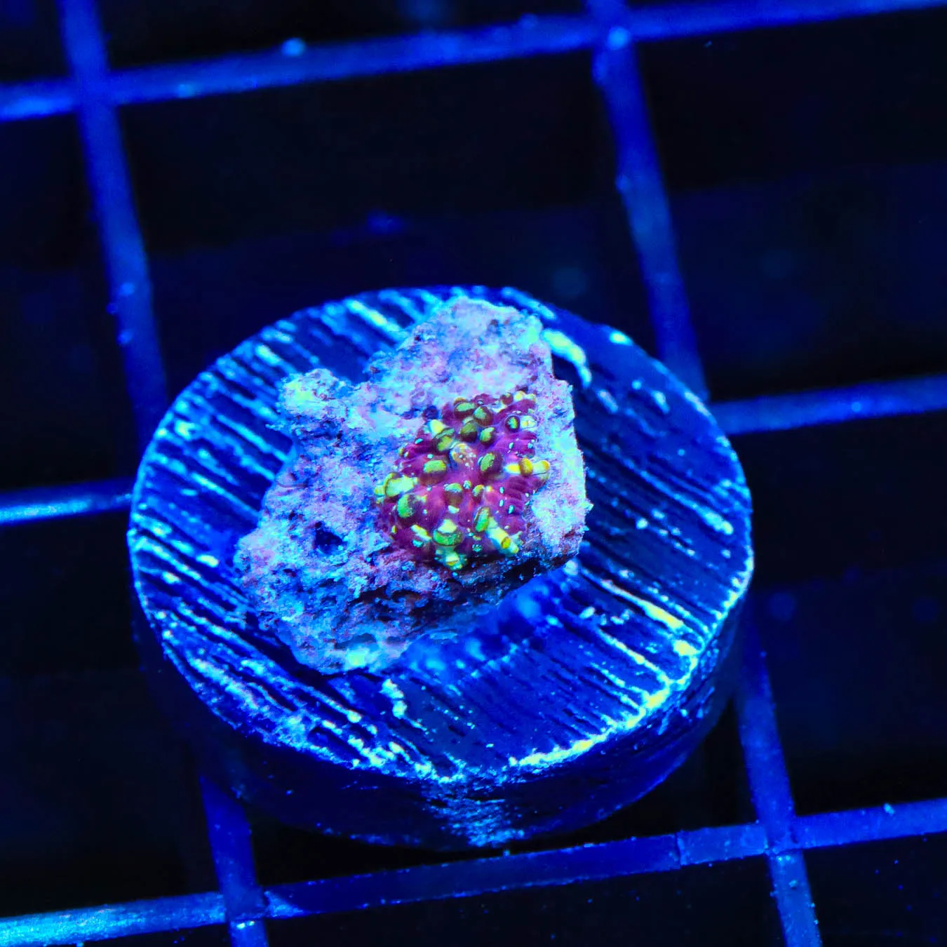 Purple Devil Mushroom Coral