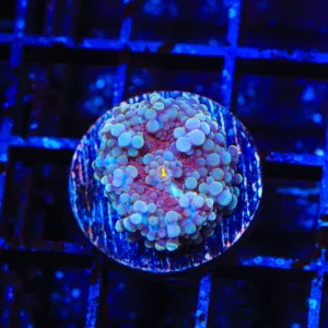 Raspberry Ricordea Coral