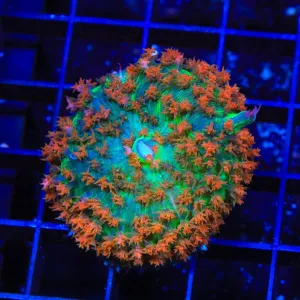 Tangerine Saint Thomas Mushroom Coral