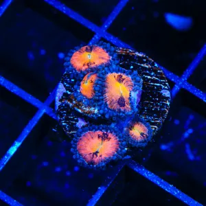 TG Sakura Zoanthids Coral