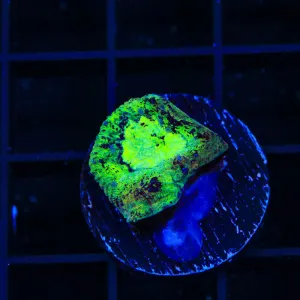 TSA Alien Ant Farm Favia Coral