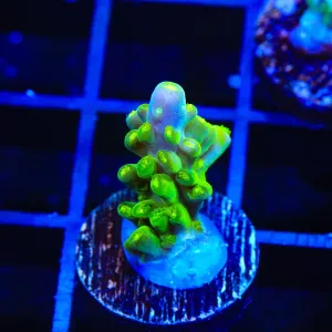 TSA Green Hornet Acropora Coral