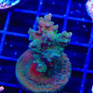 TSA Plum Crazy Acropora Coral Colony