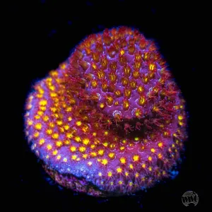 WWC Firestone Stylocoeniella Coral