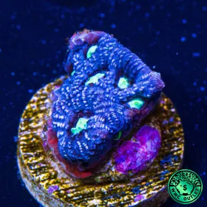 WWC Snow Dragon Favites Coral